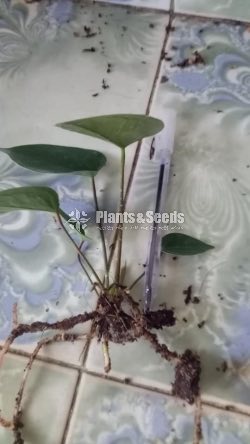 Red champion Anththrium