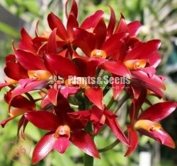Catliya Orchids