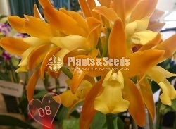 Catliya Orchids