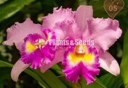 Catliya Orchids