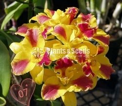 Catliya Orchids