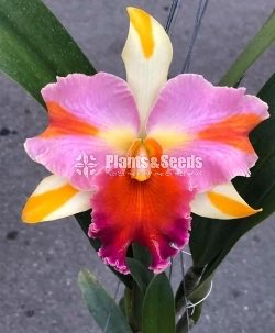 Catliya Orchids