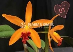 Catliya Orchids