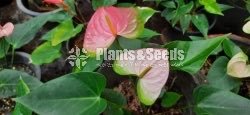 Anthurium(Lady J,Bankok)