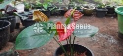Anthurium(Lady J,Bankok)