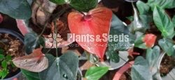 Anthurium(Lady J,Bankok)