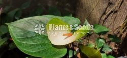 Anthurium(Lady J,Bankok)