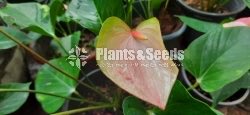 Anthurium(Lady J,Bankok)