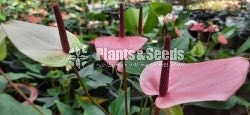 Anthurium(Lady J,Bankok)
