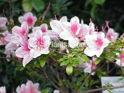 Azelea(ඇසේලියා)