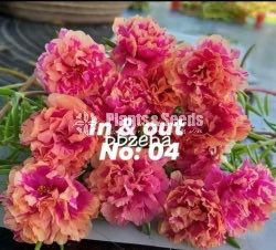 Japan Rosa