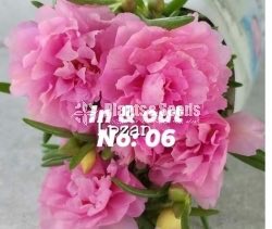 Japan Rosa
