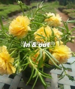 Japan Rosa