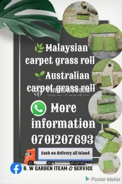 Australian Grass Malaysian Grass