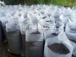 Dhayya Aguru (දහයියා අගුරු)