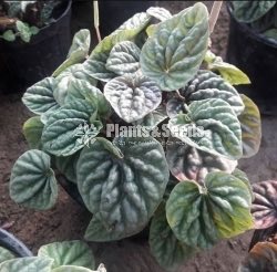 Peparomia caperata 