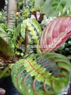 Calatheya