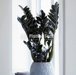  Black lucky (zz plant)