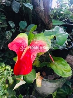 Red king anthurium mother plant