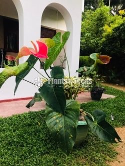 Red king anthurium mother plant