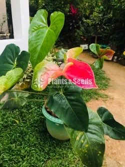 Red king anthurium mother plant