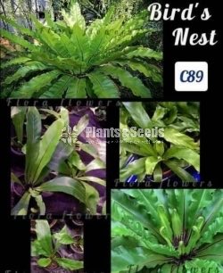 Birds nest fern