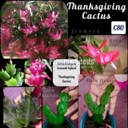 Thanksgiving Cactus