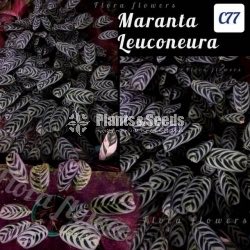 Maranta Leuconeura