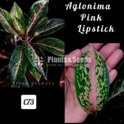 Pink Lipstick Aglonima