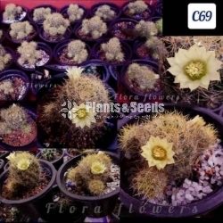 Cactus 