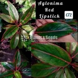 Pink Lipstick Aglonima