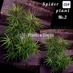 Spider Plant (Tree Type) 