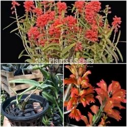 Dendrobium Feciferum  Orchids