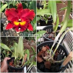 Catliya Rlc. Suvarnabhumi magic Orchid