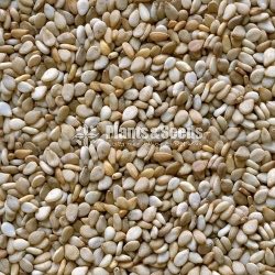 Sesame Seeds(තල ඇට )