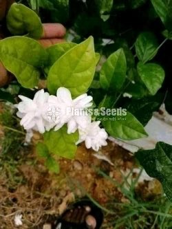 Pokuru Gatapichcha(පොකුරු ගැටපිච්ච)