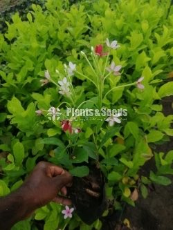 Dunkan Sela(ඩන්කන් සේල )