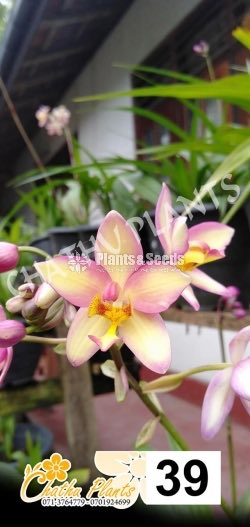 Ground orchids