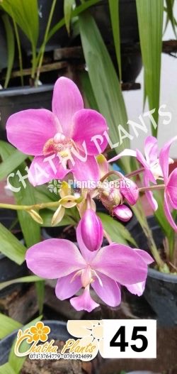 Ground orchids