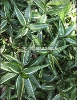 Lucky bamboo (Sanderiana)