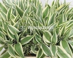 Lucky bamboo (Sanderiana)