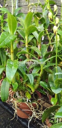 Dendrobium Plants ready to Bloom