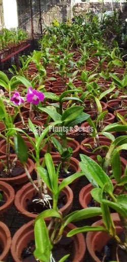 Dendrobium Plants ready to Bloom