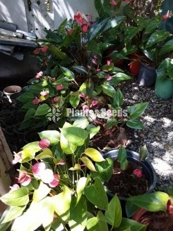 Deshiya Anthurium