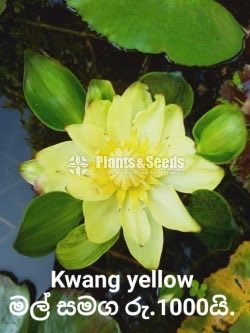Kwang Yellow