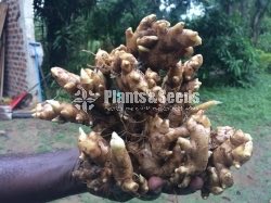 Ginger( ඉගුරු ) 