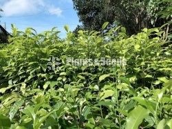 Tea Plants