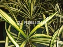 Pandanus Plant
