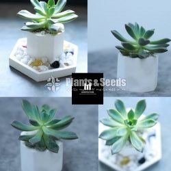 Succulent Plant 450