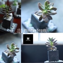 Succulent Plant  550